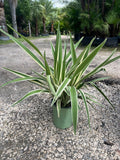 Flax Lily - 1 Gallon