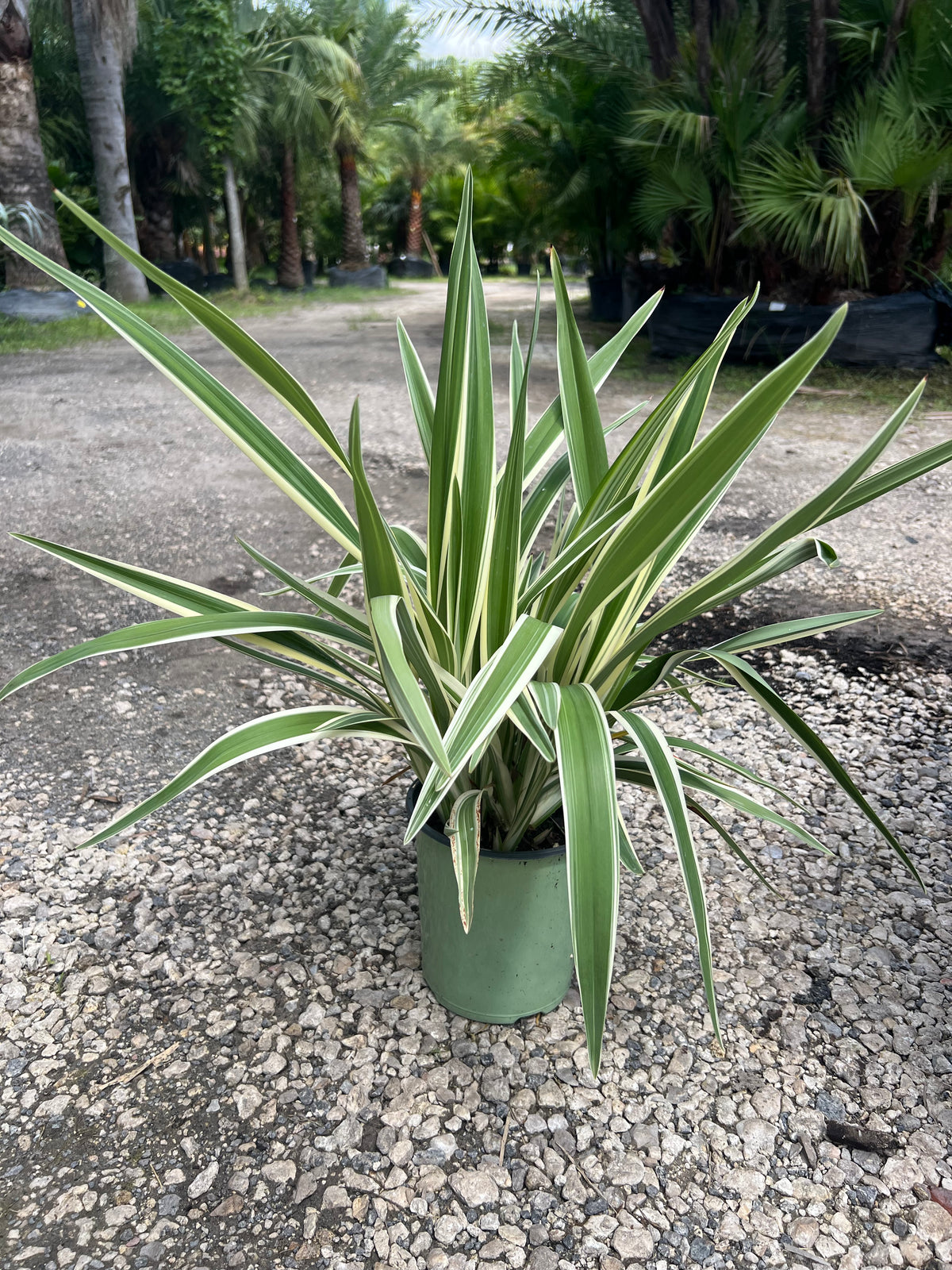 Flax Lily - 1 Gallon