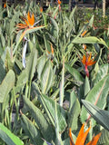 Orange Bird of Paradise - 15 Gallon