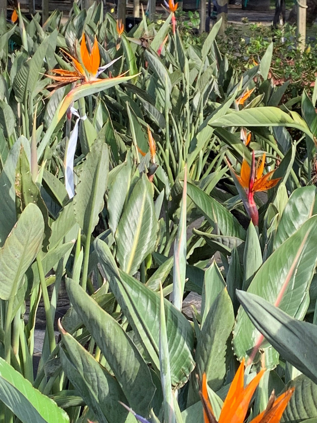 Orange Bird of Paradise - 15 Gallon
