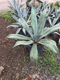 Blue Agave - 15 Gallon