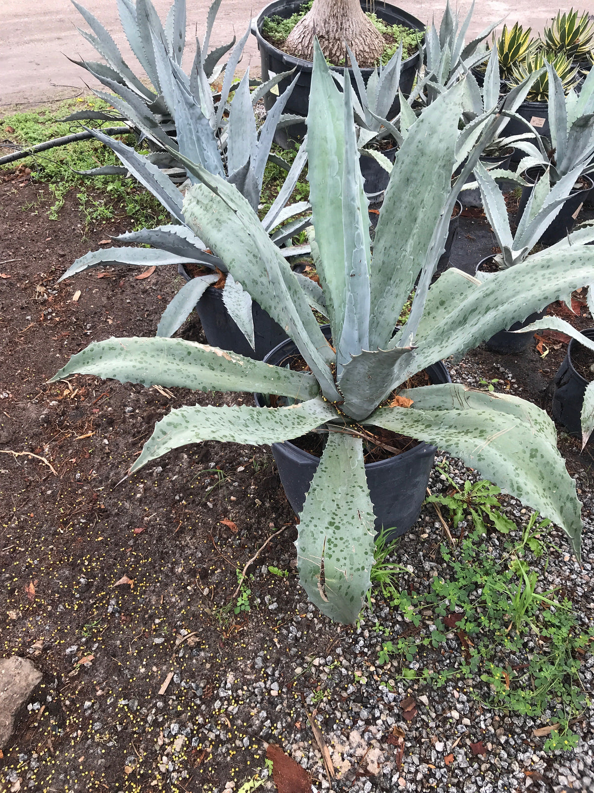 Blue Agave - 15 Gallon
