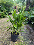 Cordyline Fructosa 3 Gallon