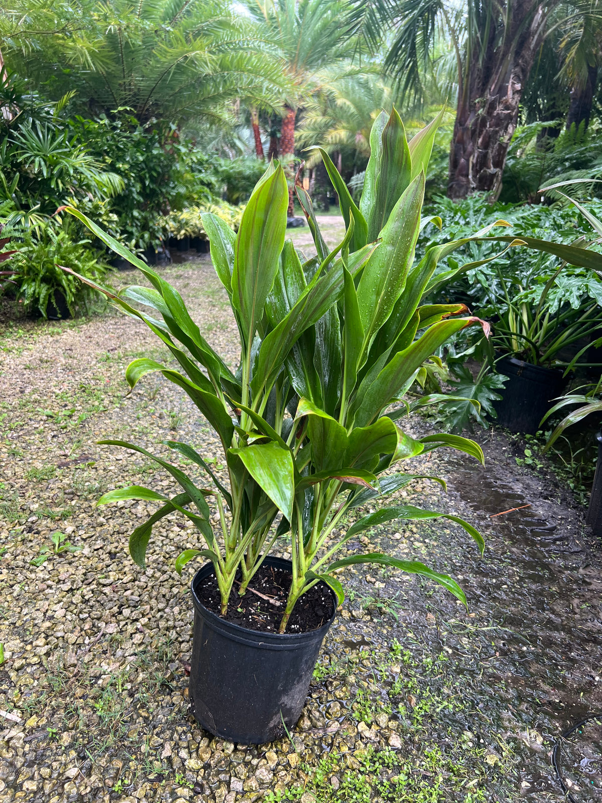 Cordyline Fructosa 3 Gallon