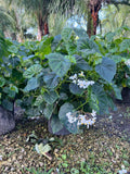 Begonia Alba Odorata 3 Gallon
