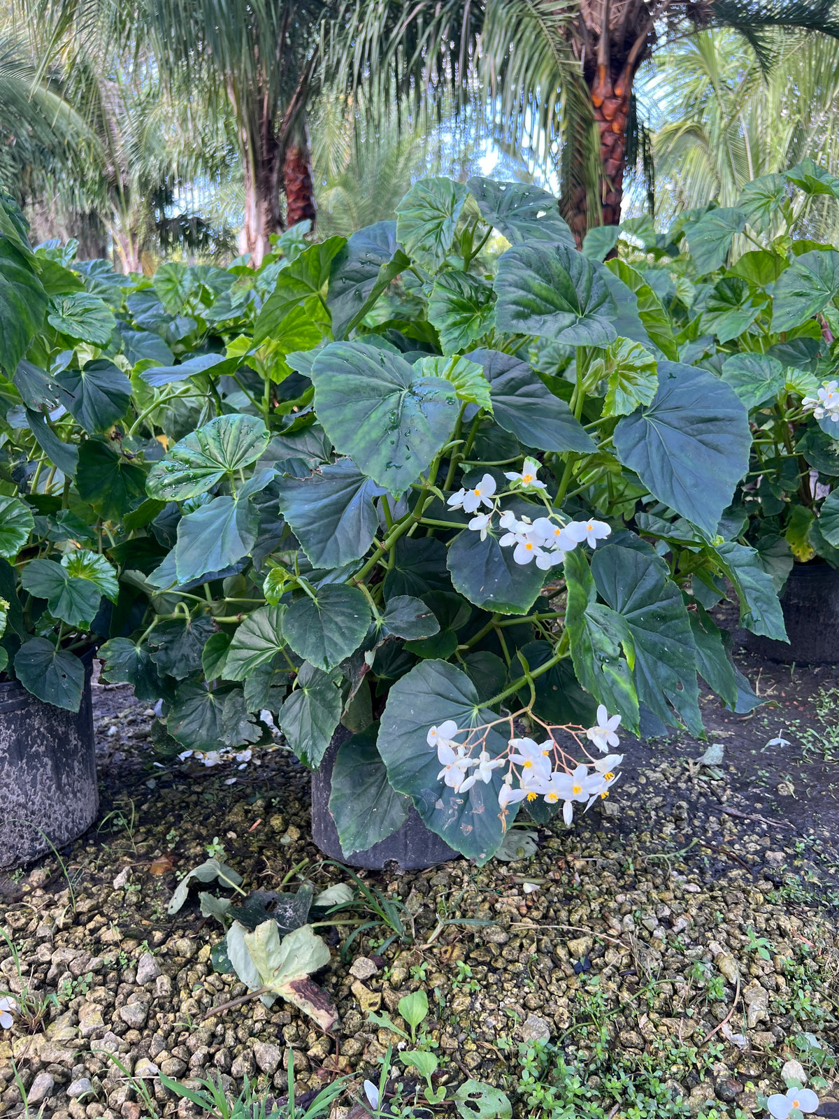 Begonia Alba Odorata 3 Gallon