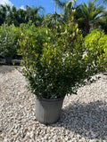 Dwarf Densa Viburnum 3 Gallon