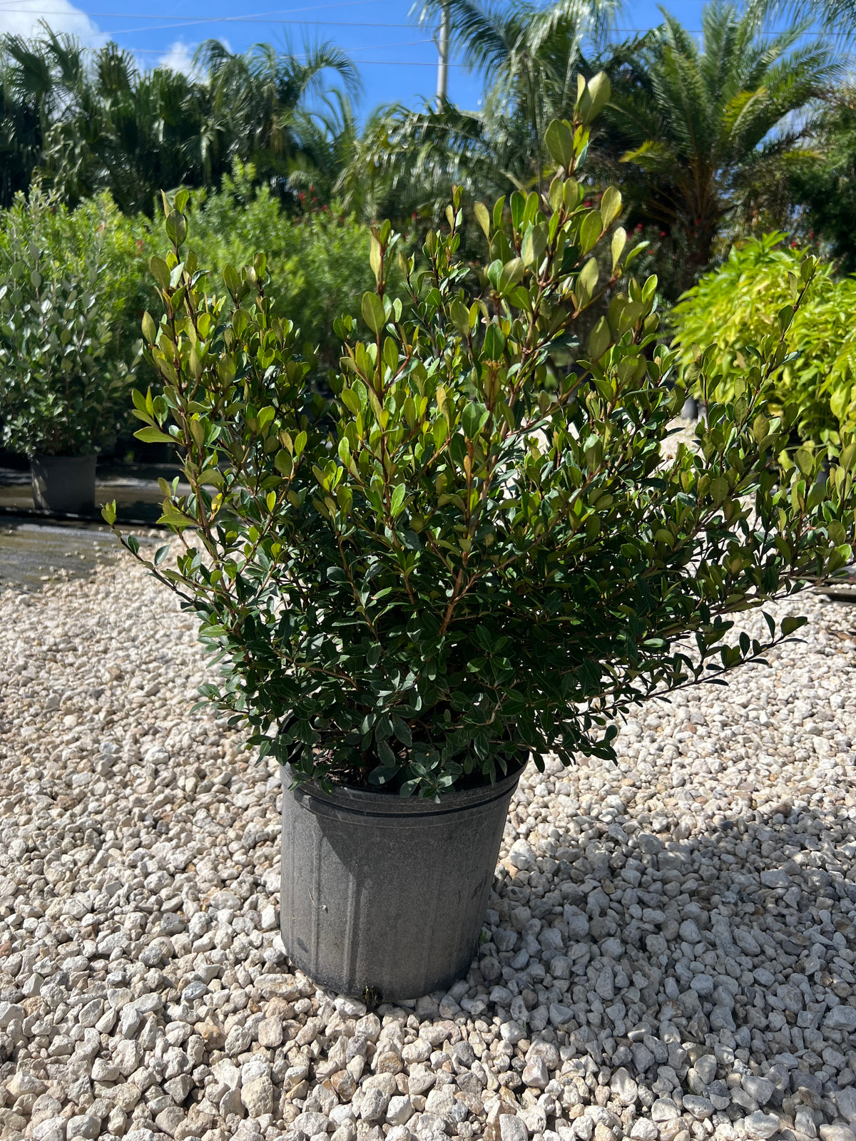 Dwarf Densa Viburnum 3 Gallon