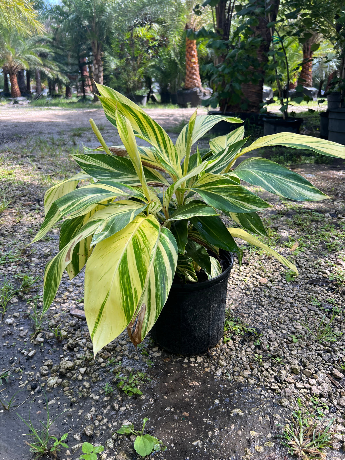 Variegated Ginger 3 Gallon