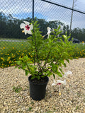 Hibiscus White Wing 3 Gallon