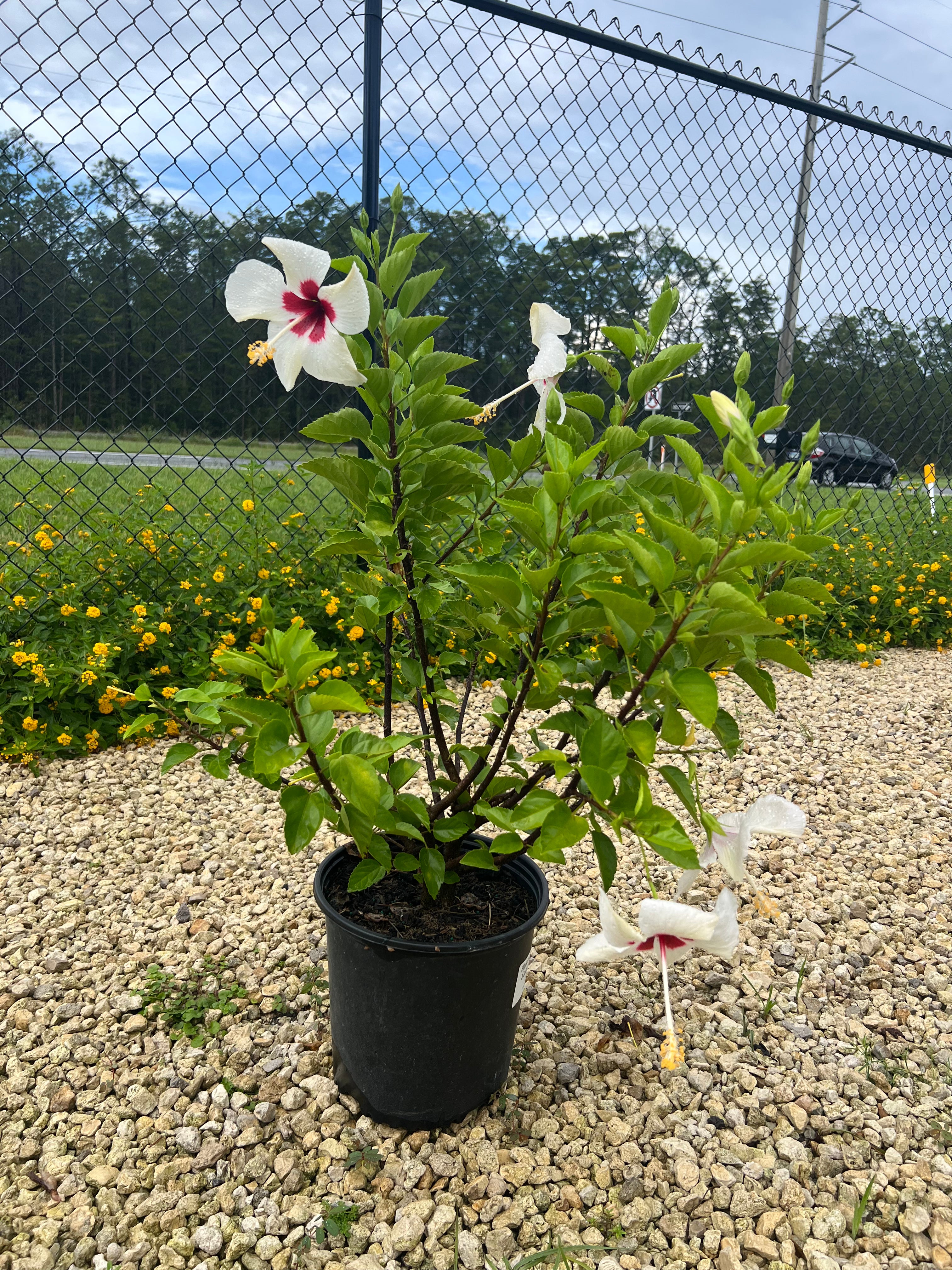 Hibiscus White Wing 3 Gallon