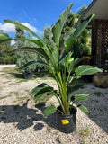 White Bird of Paradise 3 Gallon