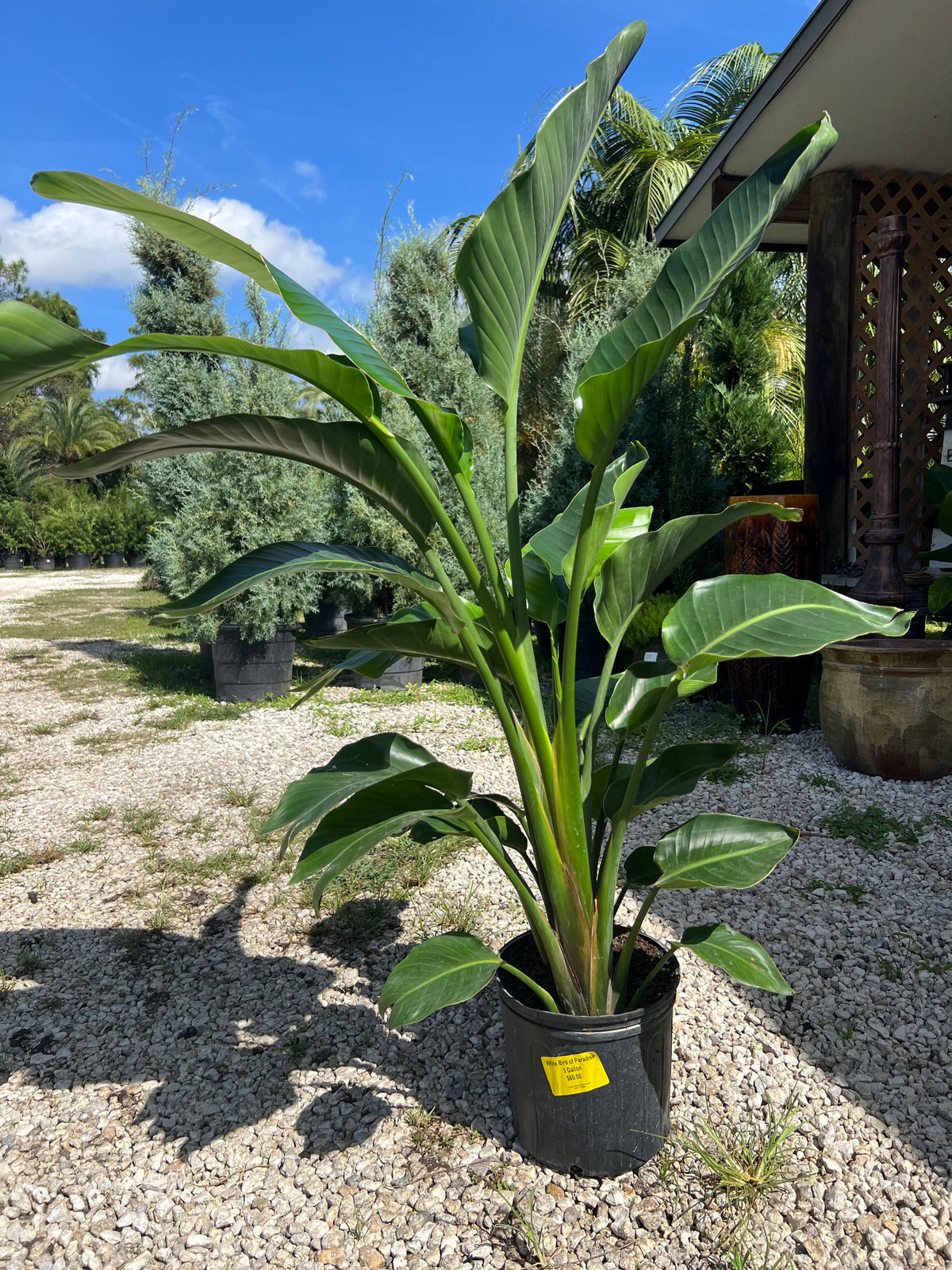 White Bird of Paradise 3 Gallon