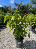Red Firespike 3 Gallon