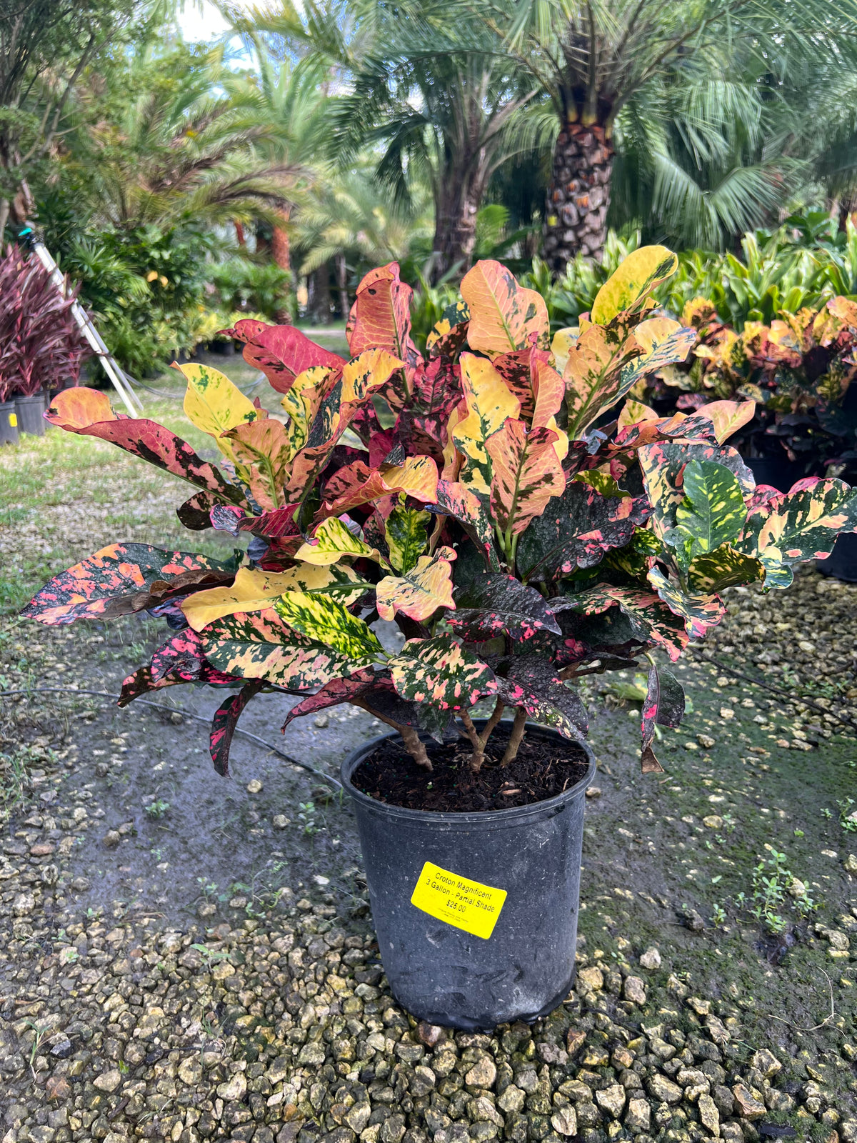 Magnificent Croton 3 Gallon