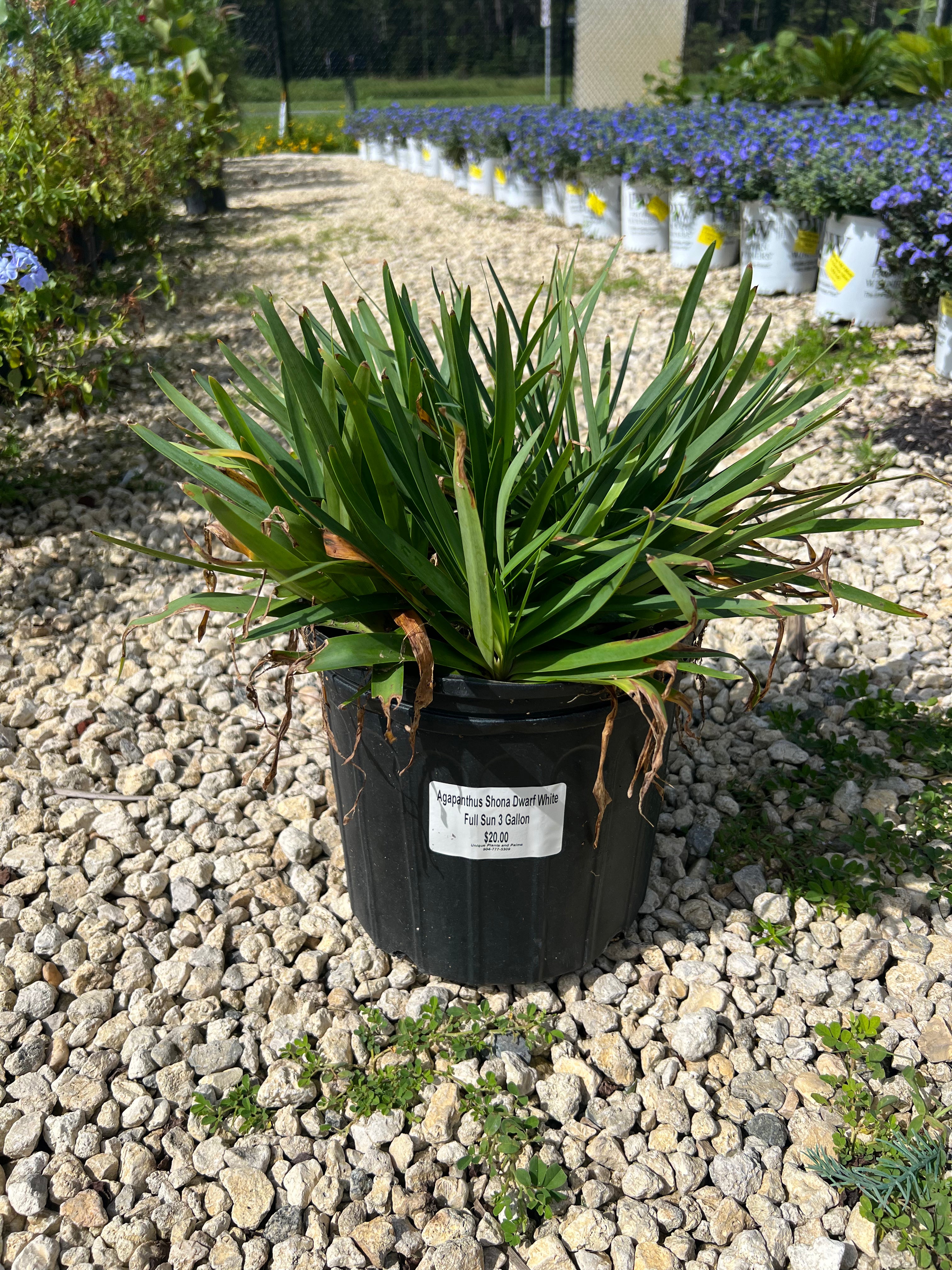 Agapathus - 3 Gallon (The Lily of Nile)