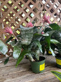Fasciata Bromeliad 6 inch