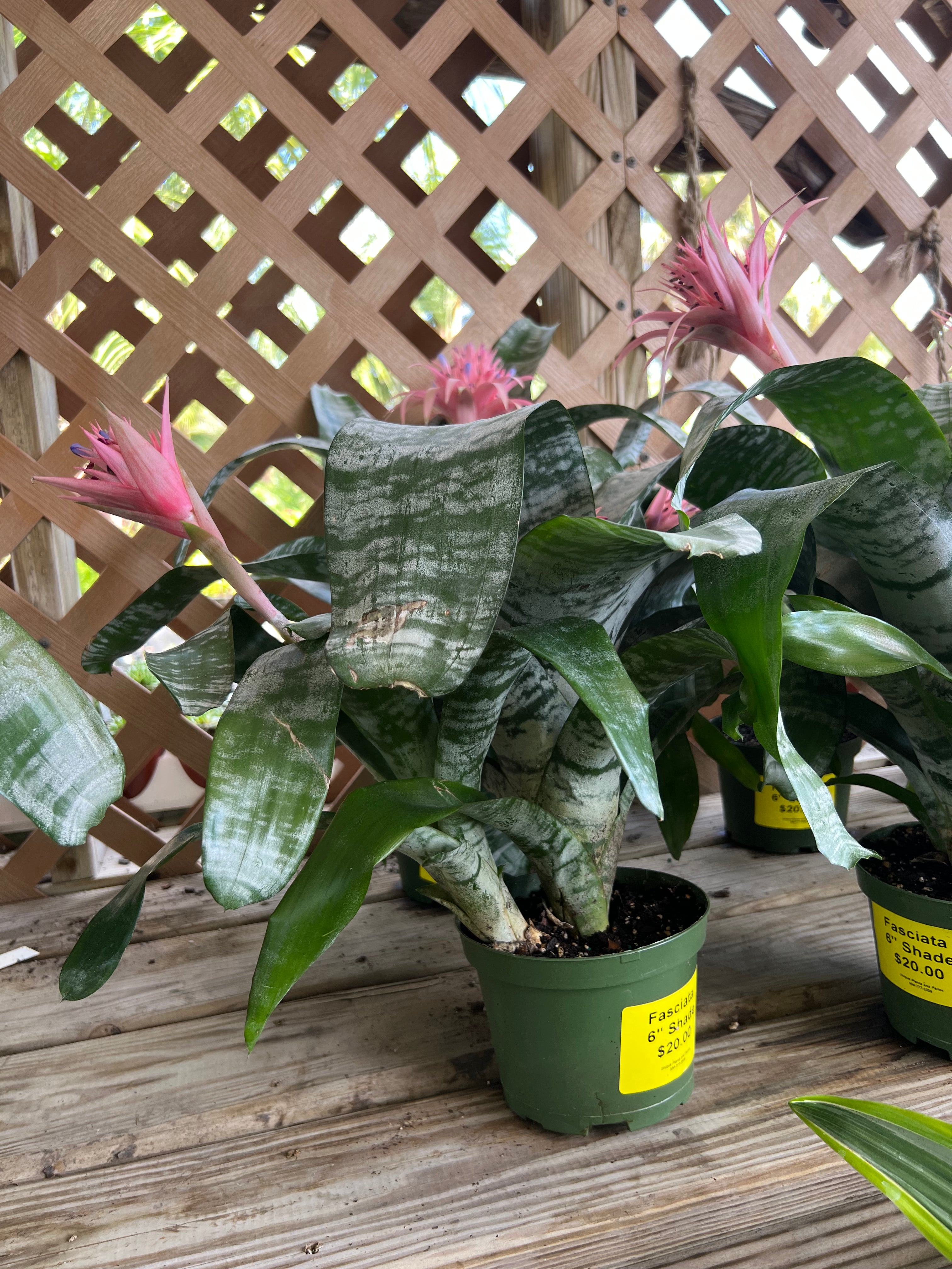 Fasciata Bromeliad 6 inch