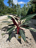 Stromanthe Triostar 2 Gallon