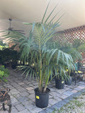 Howea Kentia Palm 7 Gallon