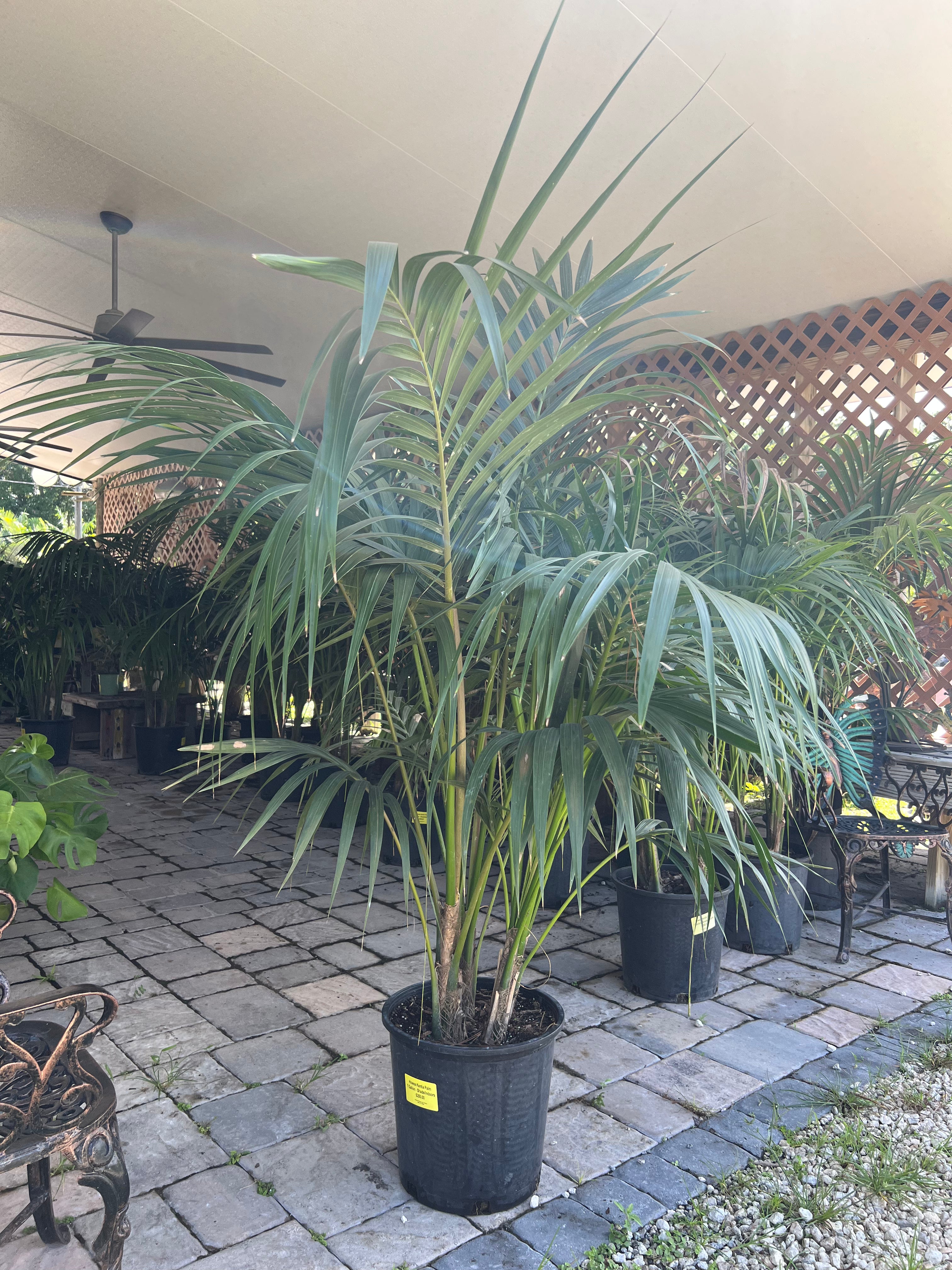 Howea Kentia Palm 7 Gallon