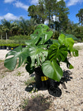 Monstera 2 Gallon