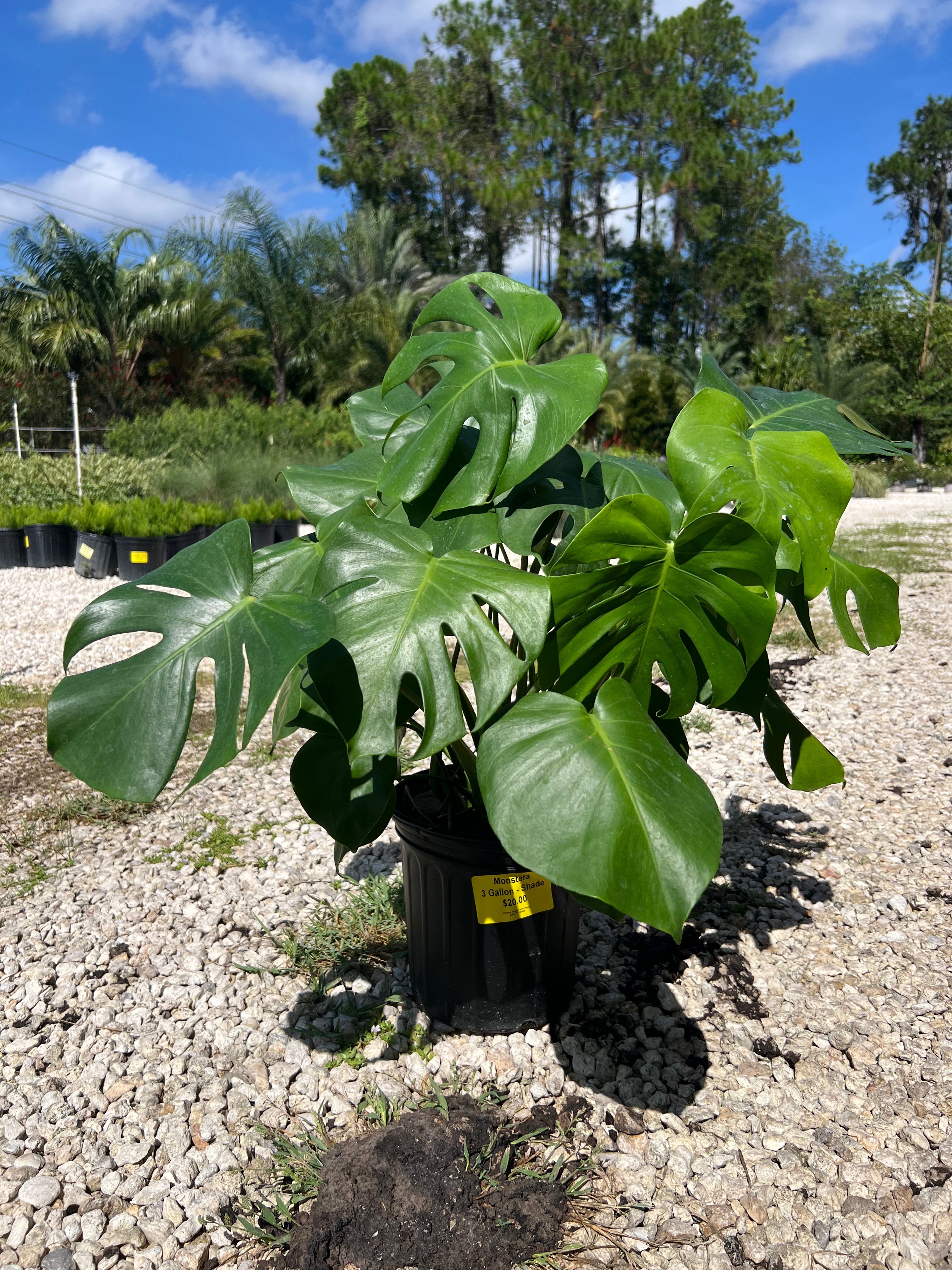 Monstera 2 Gallon