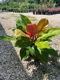 Prince of Orange Philodendron 2 Gallon