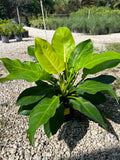 Moonlight Philodendron 2 Gallon