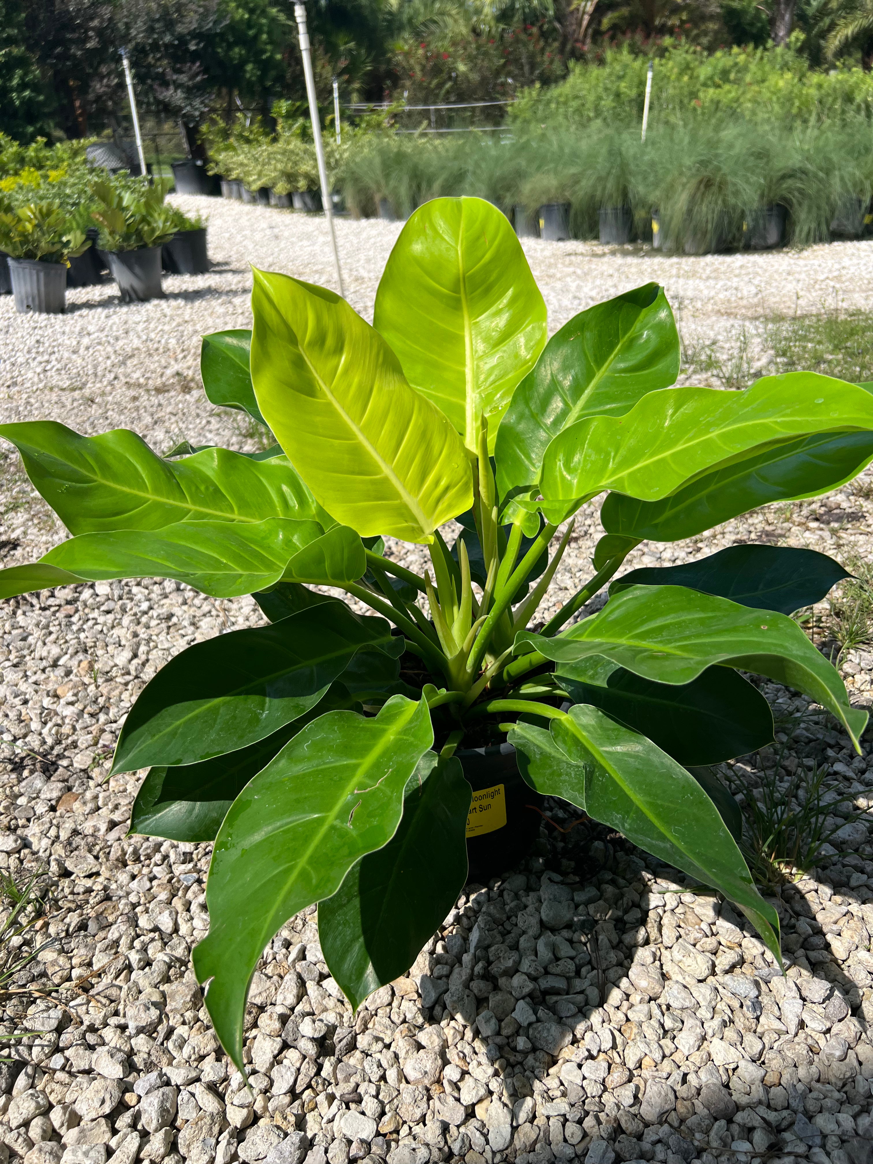 Moonlight Philodendron 2 Gallon