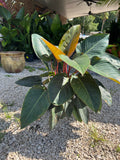 Red Congo Philodendron 3 Gallon