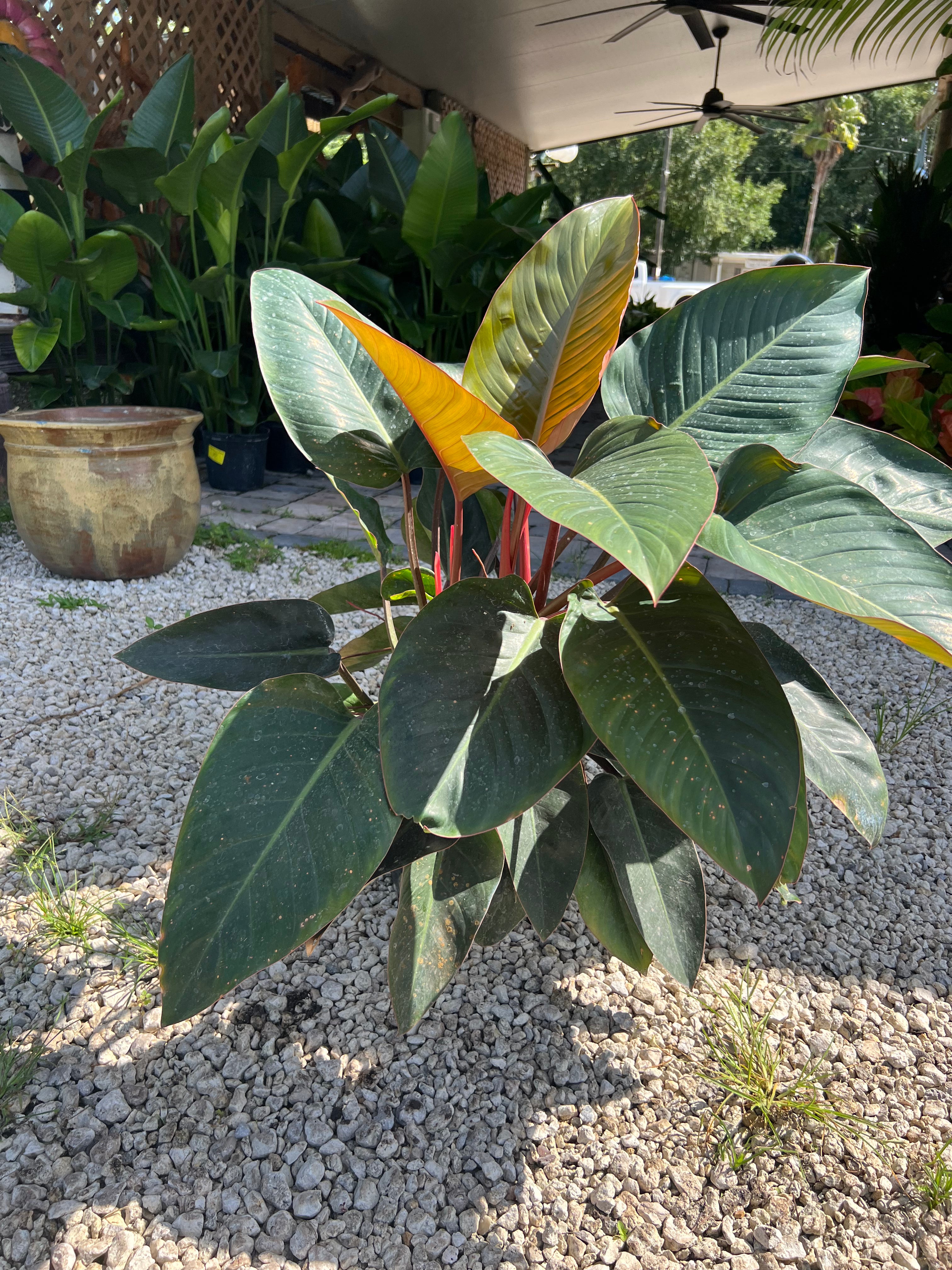 Red Congo Philodendron 3 Gallon