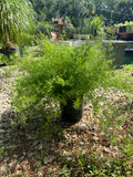 Asparagus Fern 1 Gallon