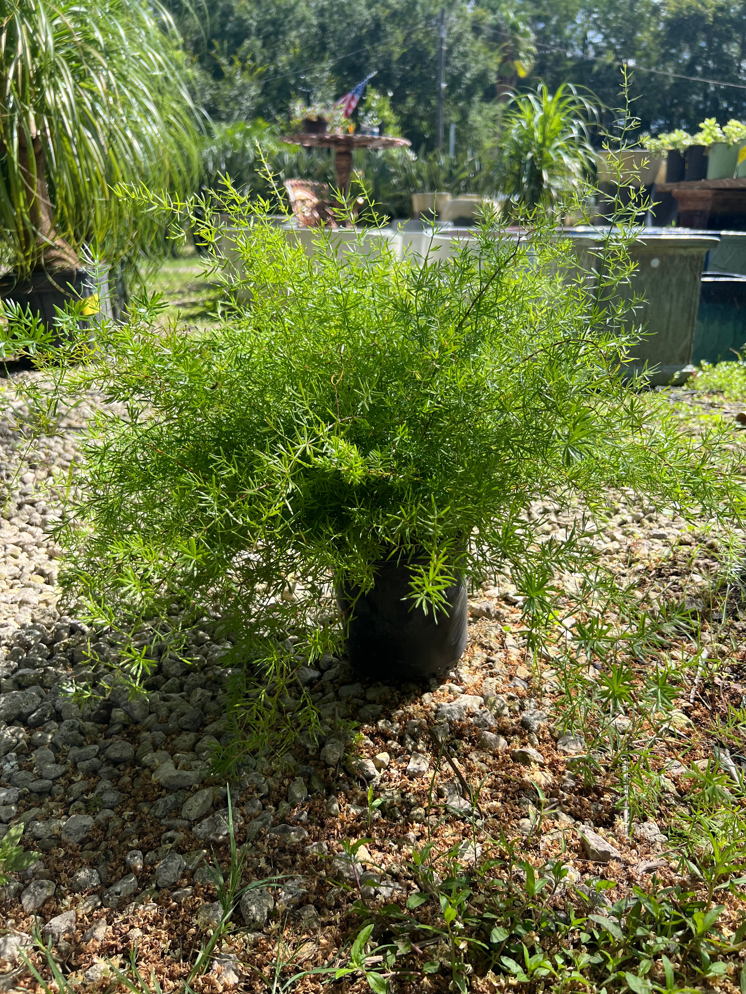 Asparagus Fern 1 Gallon