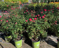Knock Out Rose - 3 Gallon
