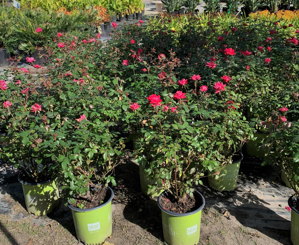 Knock Out Rose - 3 Gallon