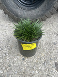 Mondo Grass - 1 Gallon