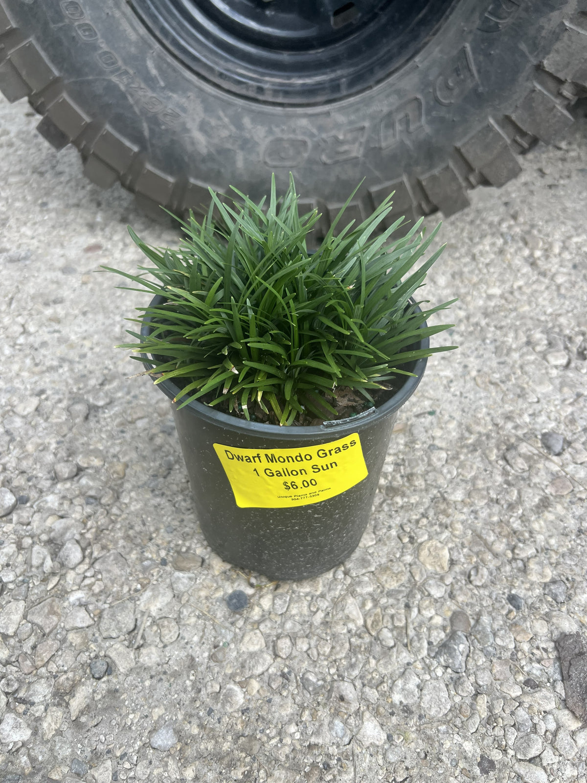 Mondo Grass - 1 Gallon