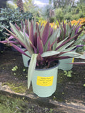 Oyster Plant Tricolor - 1 Gallon